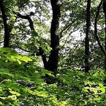 Wald