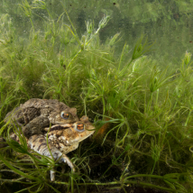 An vielen Wanderstrecken im Biosphärenpark Wienerwald engagieren sich zahlreiche Freiwillige in Vereinen und Gemeinden, um die gefährdeten Tiere sicher zu ihren Laichgewässern zu geleiten und vor dem Straßentod zu bewahren. 