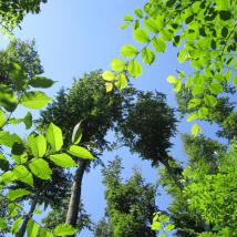 Wald