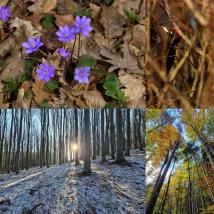 Fotocollage - Blumen, Wald