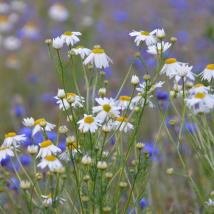 Blumenwiese