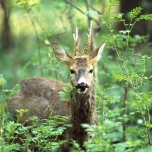 Reh im Wald