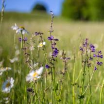 lila und weiße Blüten auf einer Wiese mit Himmel und Wald im Hintergrund