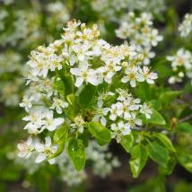 Steinweichselblüte