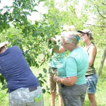 Vier Frauen schneiden einen Obstbaum