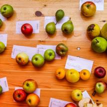 unterschiedliche Apfel- und Birnensorten auf Heurigentisch von oben fotografiert