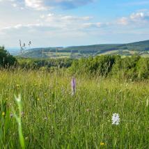 Wienerwaldwiese im Vordergrund mit Blick auf Wald und Häuser im Hintergrund