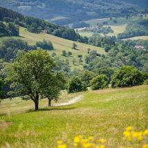 Wienerwaldwiese mit Wald und Ortschaft im Hintergrund