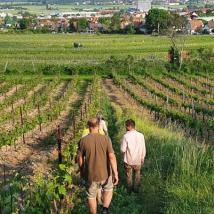 Personengruppe in den Weinbergen