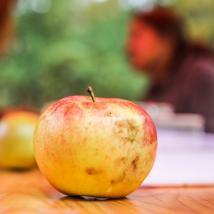 gelb-roter Apfel im Vordergrund mit weiteren Äpfeln, Bestimmungsblättern und Personen im Hintergrund