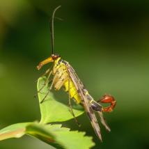 Gemeine Skorpionsfliege