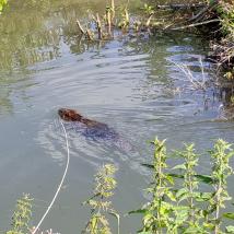 Biber schwimmt in Fluss