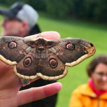 Mensch hält Schmetterling in der Hand