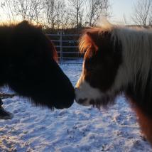 zwei pferde kuscheln, winterliche Landschaft