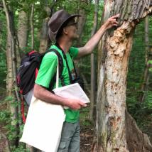 Mann schaut Spuren von Specht auf Baum an