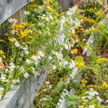 Ein Zaun mit gelben und weißen Blumen, die daran wachsen.