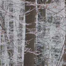 Baum in winterlicher Landschaft