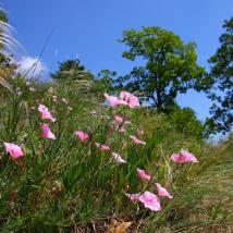 Pinke Blumen in Trockenrasenlandschaft