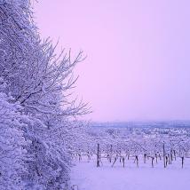 Ein schneebedeckter Baum in einer winterlichen Landschaft.