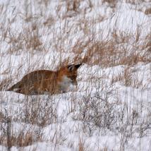 Fuchs spaziert durch winterliche Landschaft