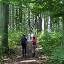 2 Ältere Menschen wandern im Wald