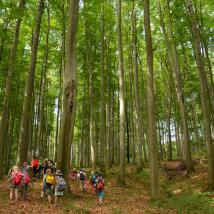 Kinder spazieren im wald