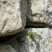 Smaragdeidachse in Trockensteinmauer