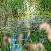 stehendes Wasser