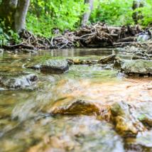 Wasserbett mit Frühlingswald im Hintergrund