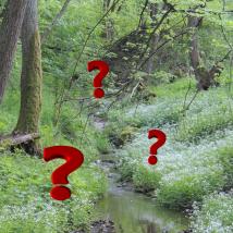 Wald mit roten Fragezeichen, wo Tiere versteckt sein könnten