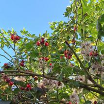 Rose und Hopfen