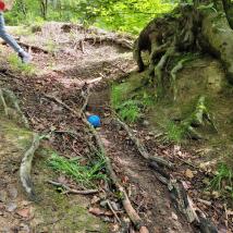 Kugelbahn im Wald