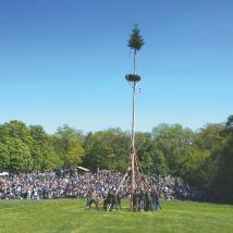 Maibaumaufstellen im Lainzer Tiergarten