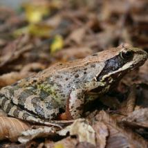 Grasfrosch