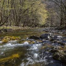 Wienerwaldbach