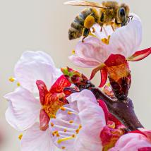 1. Platz des Fotowettbewerbes "Biene auf Marillenblüte"