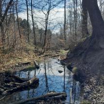 Bach im Wald