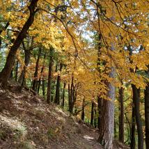 herbstliche Verfärbung der Kernzone Waldandacht
