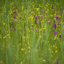 Orchideenblüte-Wiese