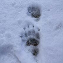 Dachsspuren im Schnee