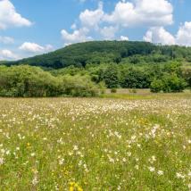 Blick auf Gütenbachtalwiese