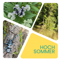 Alpenbockkäfer, Schmetterlinge, Tümpel