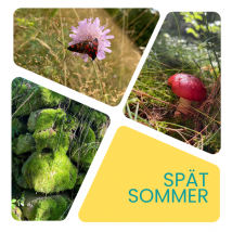 Moos, Schmetterlinge, Pilz