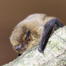 Mückenfeldermaus auf Ast