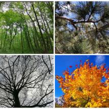 Bäume zu verschiedenen Jahreszeiten