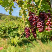 Einreichung Der Wein 2026