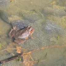 Grasfrösche bei der Paarung