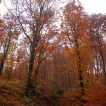 herbstlicher Wald