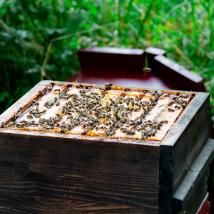 Bienenstock