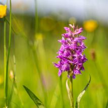 Orchidee auf Wiese